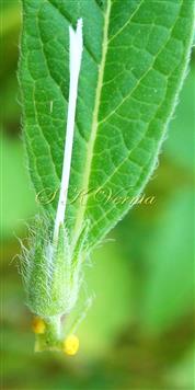  Calyx and Pistil
